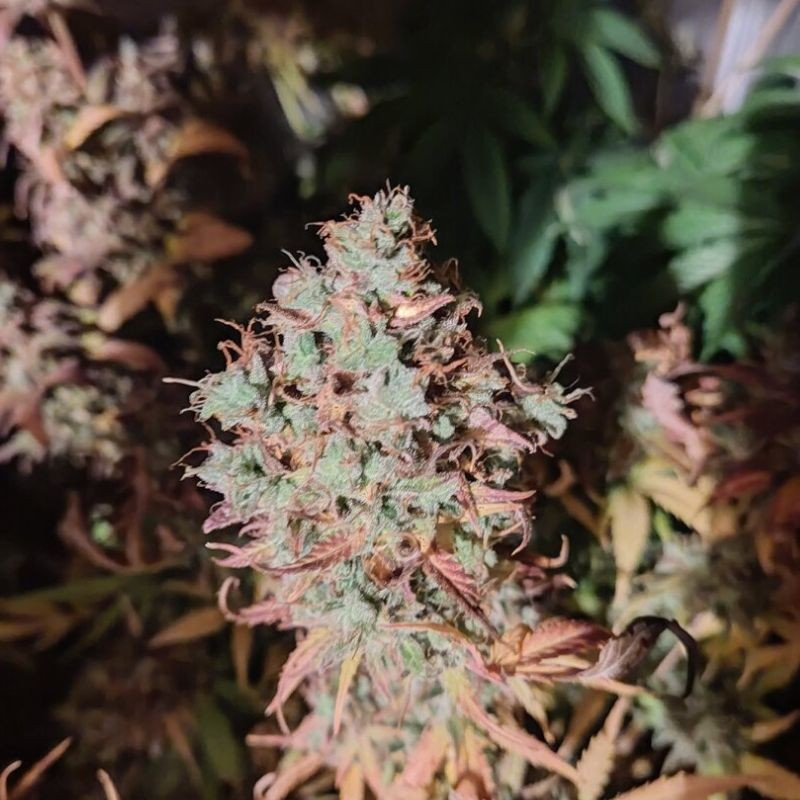 King Kush CBD - semillas medicinales de marihuana, variedad de cannabis