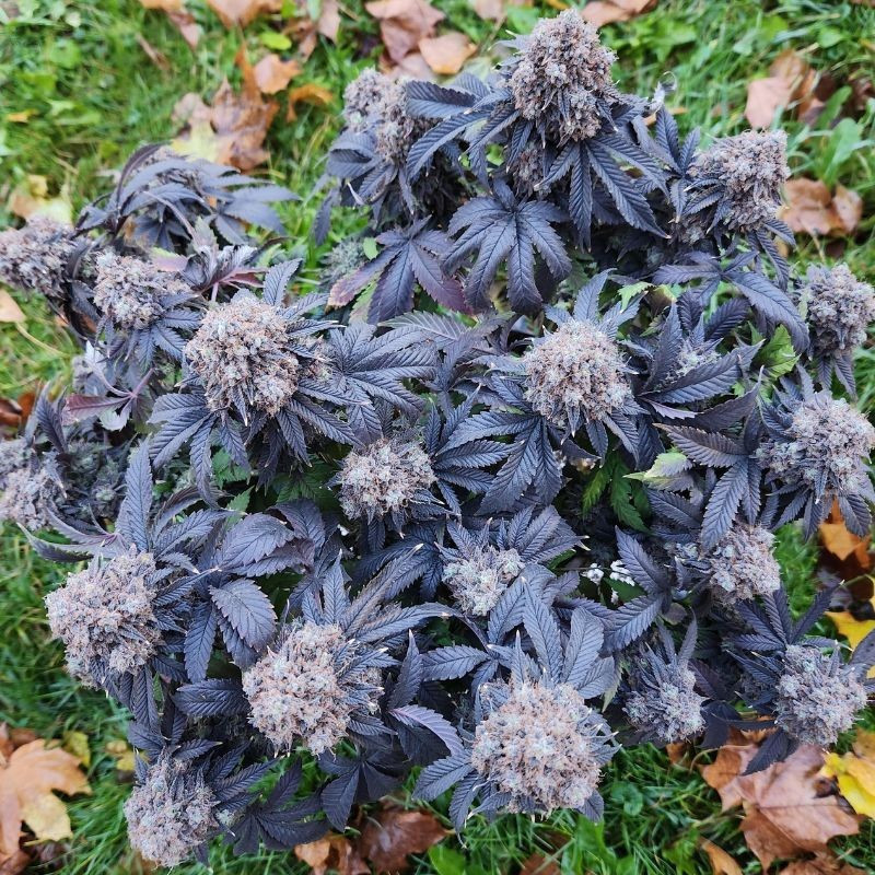 Nepal Kush CBD - semillas medicinales de marihuana, variedad de cannabis