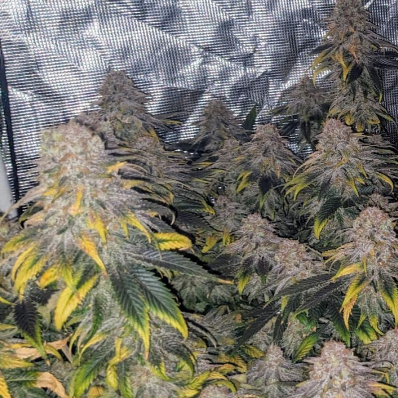 Great White Shark CBD - semillas medicinales de marihuana, variedad de cannabis