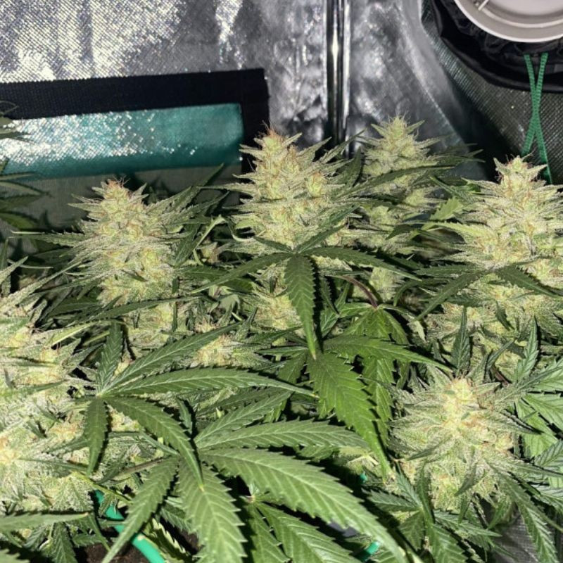 Cheese Auto - semillas autoflorecientes de marihuana, variedad de cannabis