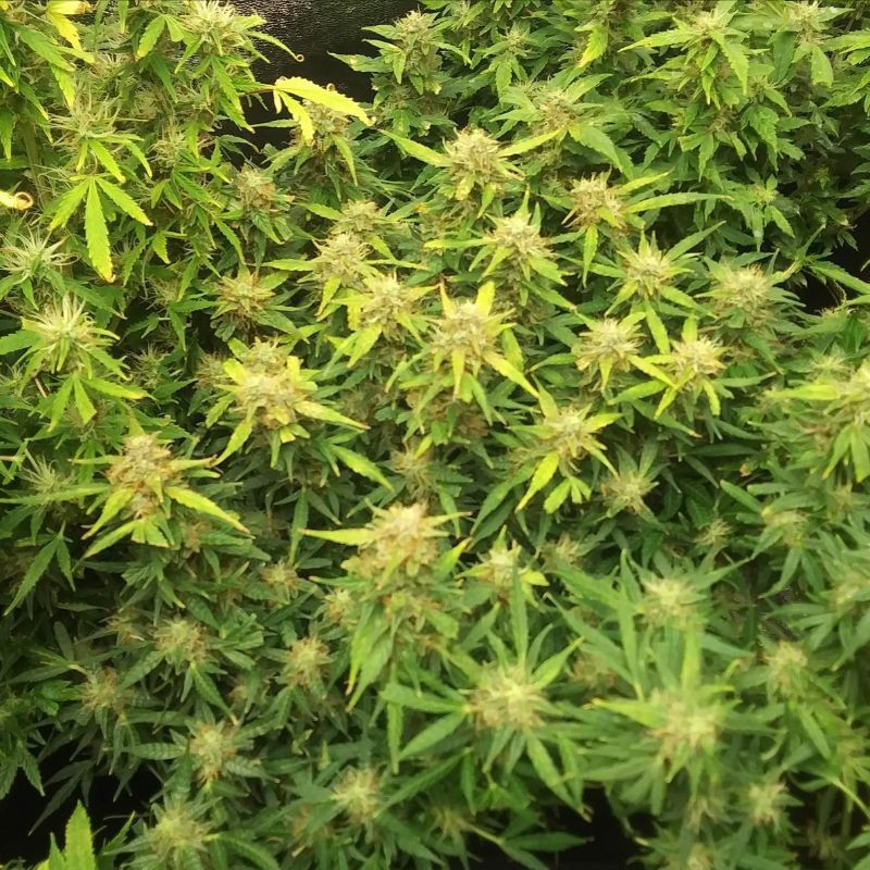 RoboCop Auto - semillas autoflorecientes de marihuana, variedad de cannabis