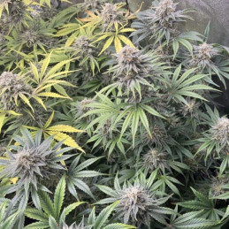 DoSiDos Auto - semillas autoflorecientes de marihuana, variedad de cannabis