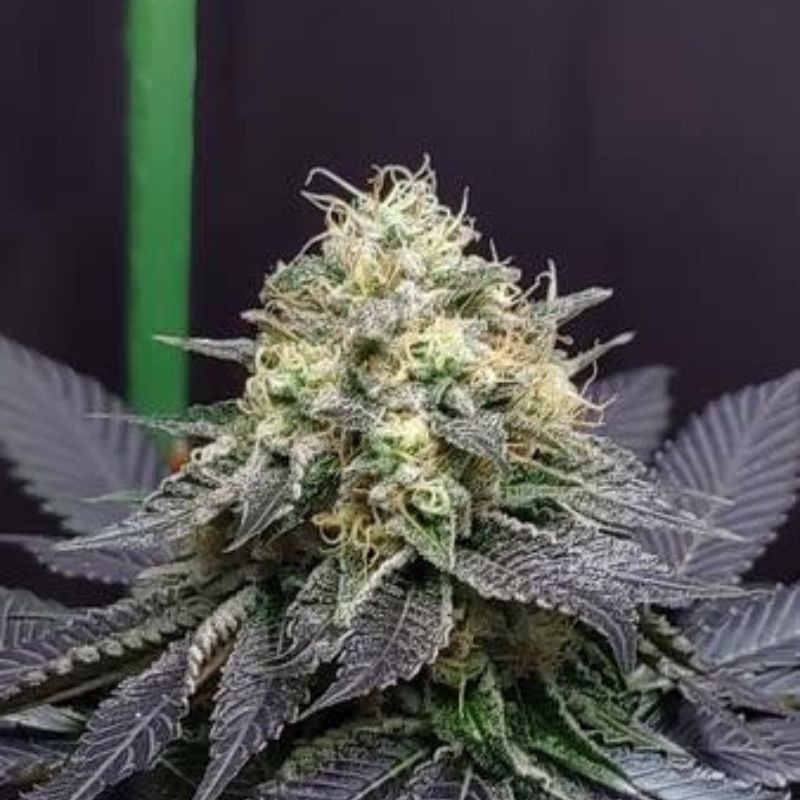 Green Crack Auto - semillas autoflorecientes de marihuana, variedad de cannabis