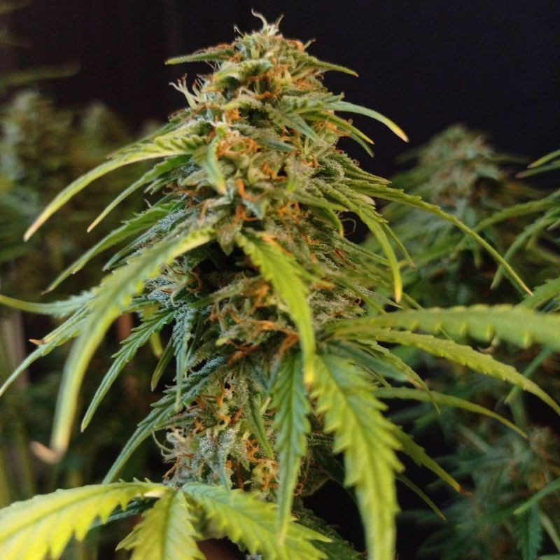 Gorilla Glue Auto - semillas autoflorecientes de marihuana, variedad de cannabis
