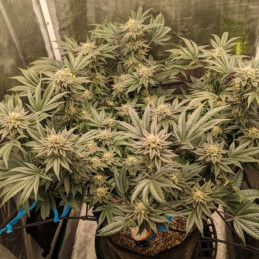 Great White Shark Auto - semillas autoflorecientes de marihuana, variedad de cannabis