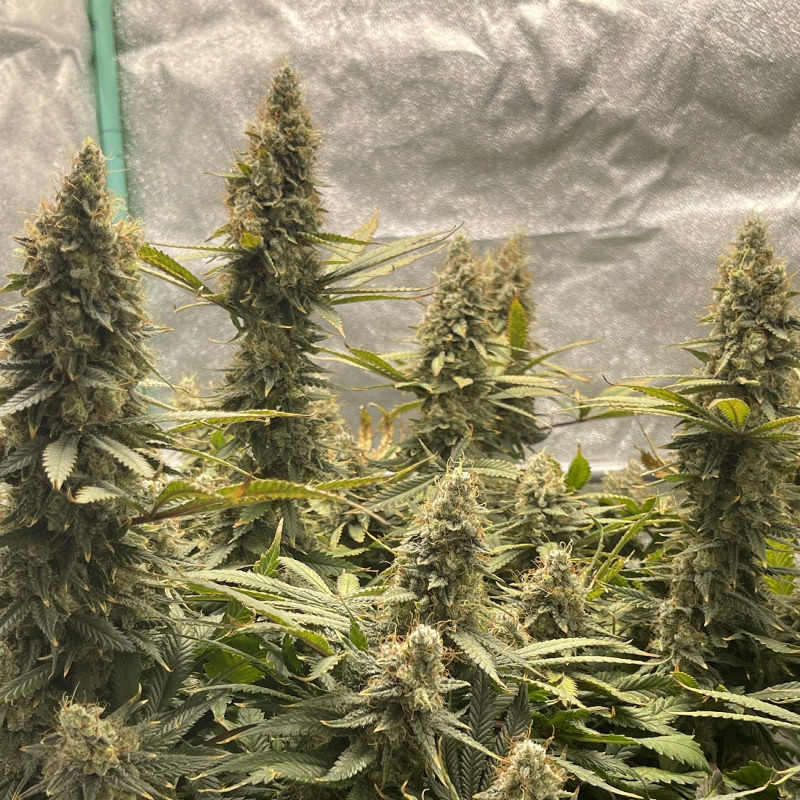 Jack Herer Auto - semillas autoflorecientes de marihuana, variedad de cannabis