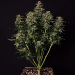 Lowryder Auto - semillas autoflorecientes de marihuana, variedad de cannabis