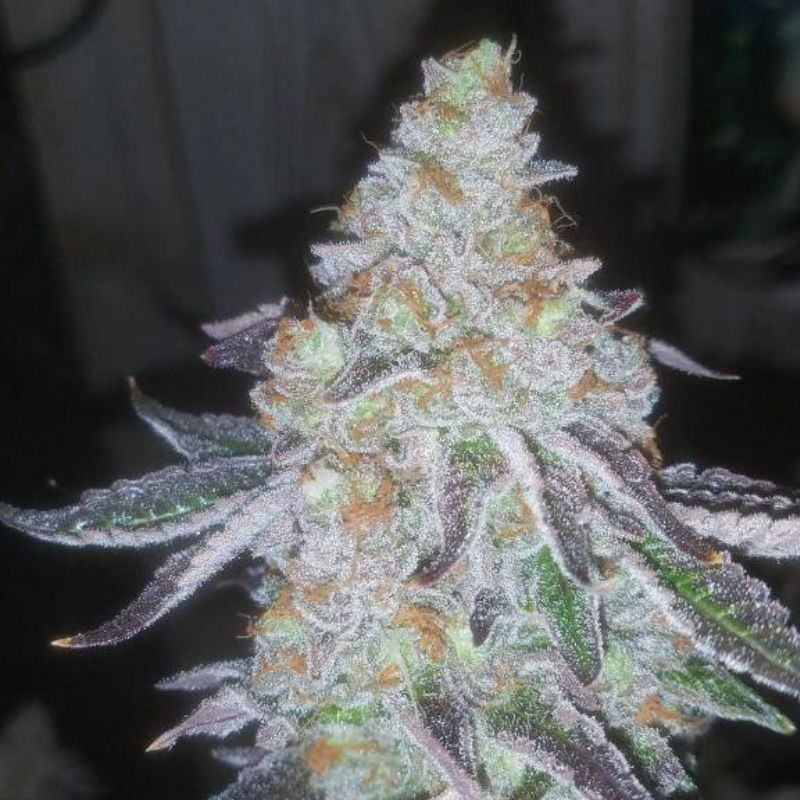 Lavender Auto - semillas autoflorecientes de marihuana, variedad de cannabis