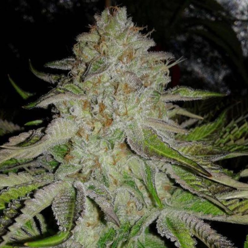 OG Kush Auto - semillas autoflorecientes de marihuana, variedad de cannabis
