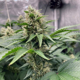 Northern Light Auto - semillas autoflorecientes de marihuana, variedad de cannabis