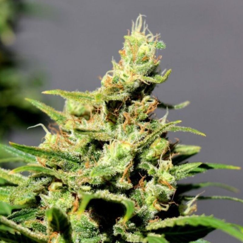 LSD Auto - semillas autoflorecientes de marihuana, variedad de cannabis