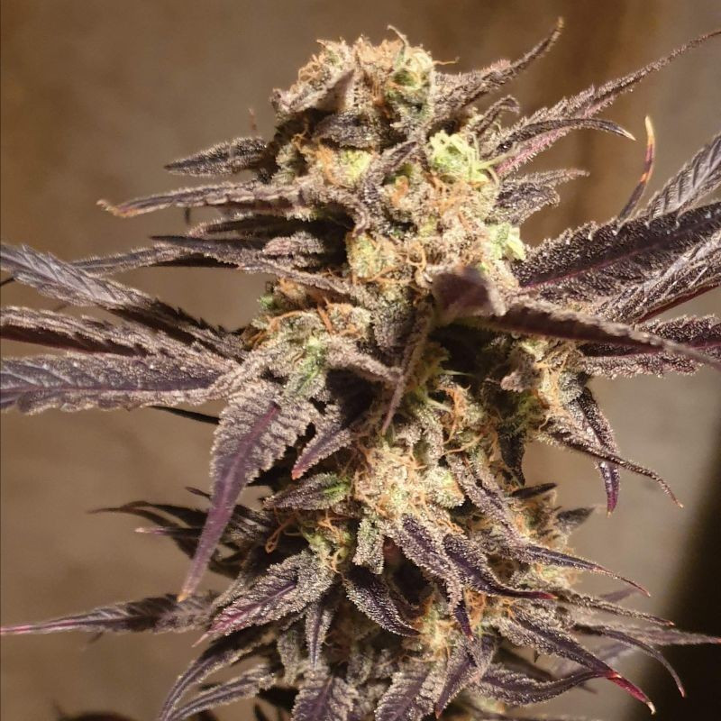Orange Bud Auto - semillas autoflorecientes de marihuana, variedad de cannabis
