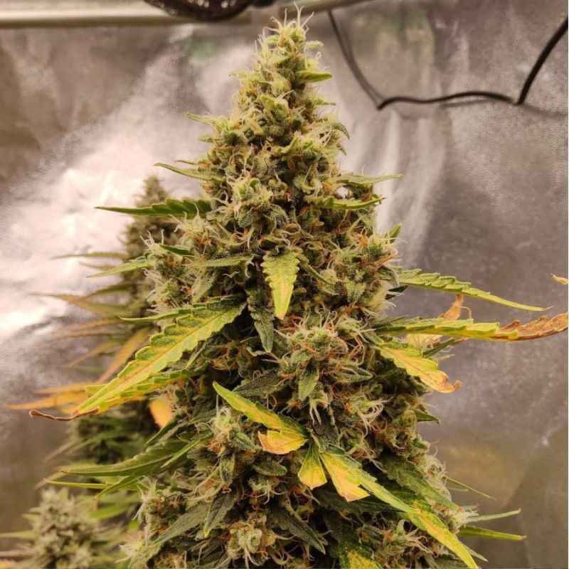 Runtz Auto - semillas autoflorecientes de marihuana, variedad de cannabis