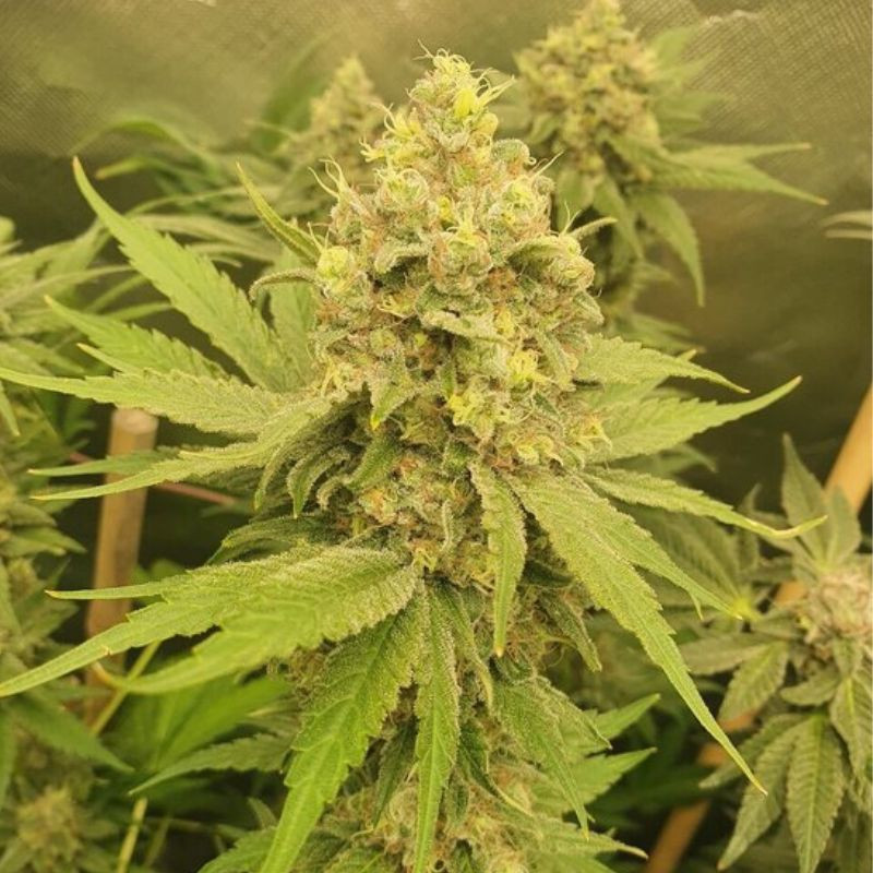 Mango Auto - semillas autoflorecientes de marihuana, variedad de cannabis