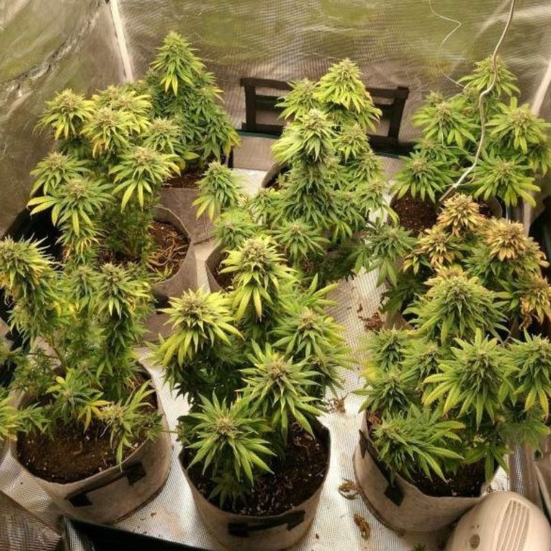 Watermelon Auto - semillas autoflorecientes de marihuana, variedad de cannabis