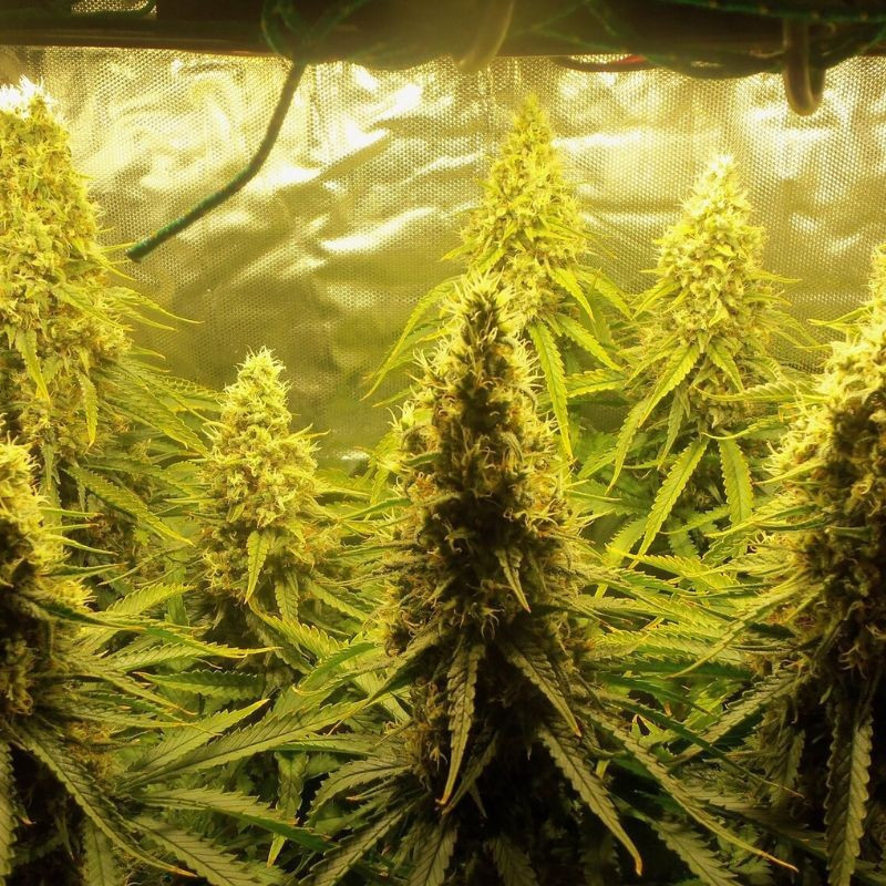 Jungle Auto - semillas autoflorecientes de marihuana, variedad de cannabis