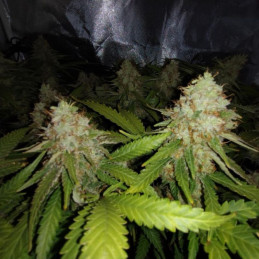 White Widow Auto - semillas autoflorecientes de marihuana, variedad de cannabis