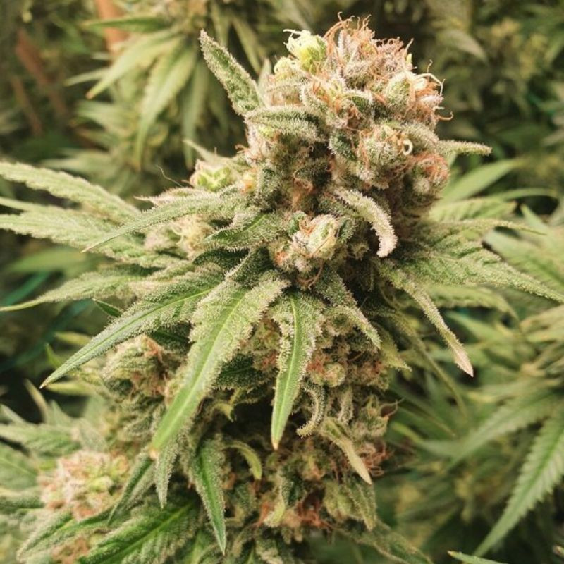 BubbleGum Auto - semillas autoflorecientes de marihuana, variedad de cannabis