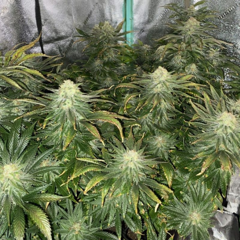 Big Bud Auto - semillas autoflorecientes de marihuana, variedad de cannabis