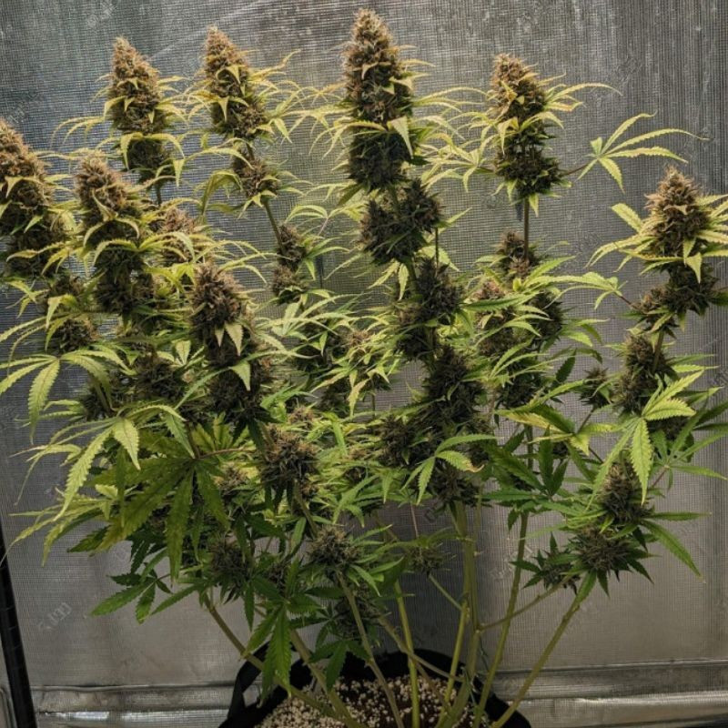 Original Amnesia Auto - semillas autoflorecientes de marihuana, variedad de cannabis