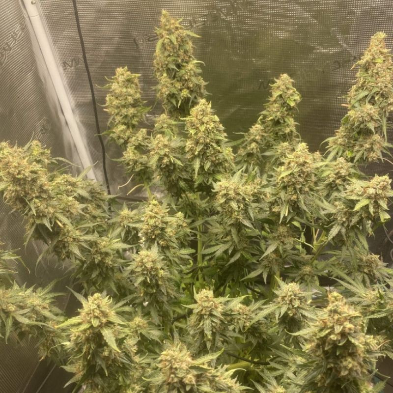 Amnesia Haze Auto - semillas autoflorecientes de marihuana, variedad de cannabis