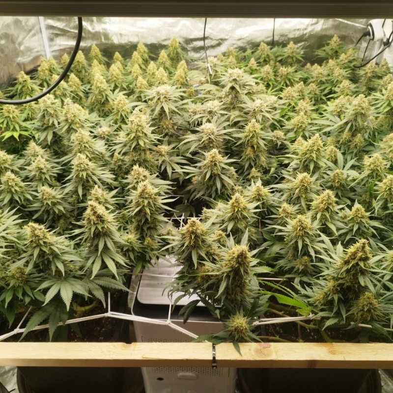 Zkittlez - semillas de marihuana, variedad de cannabis