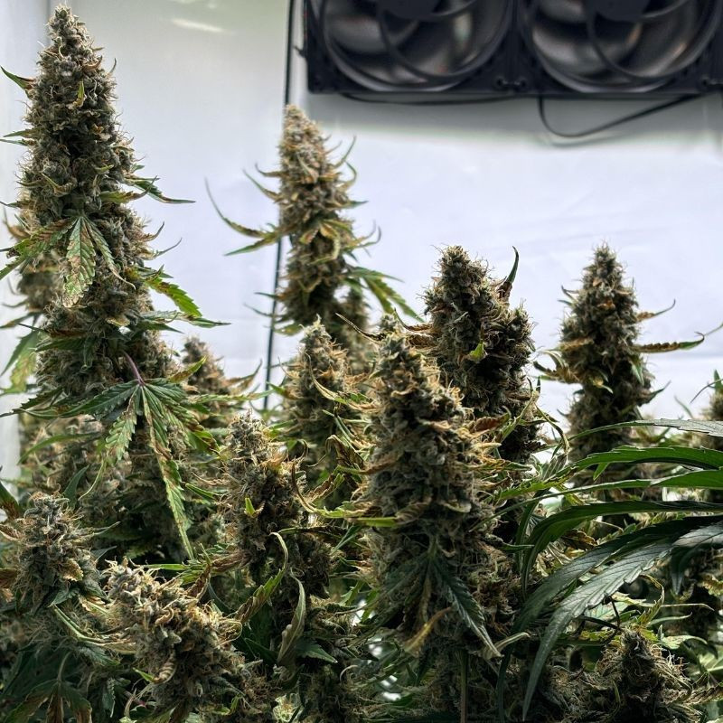 Wedding Cake - semillas de marihuana, variedad de cannabis