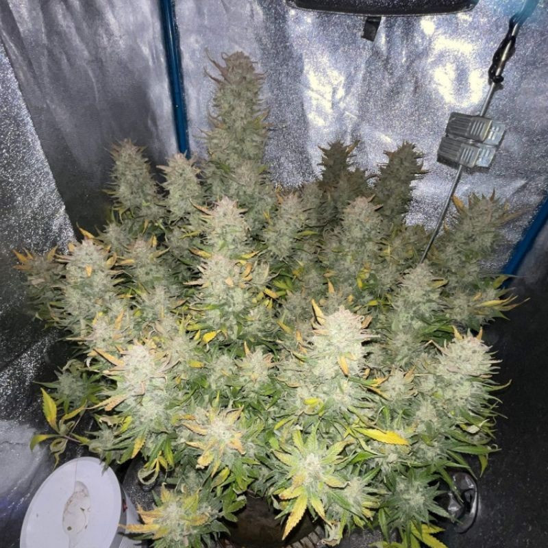 Tropicana Cookies - semillas de marihuana, variedad de cannabis