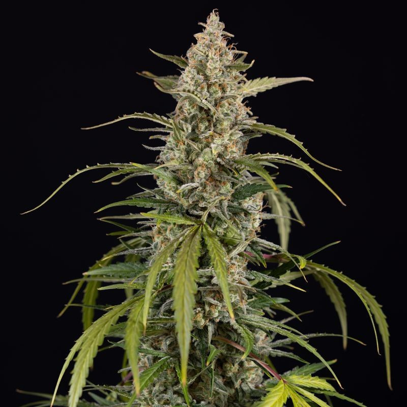 Exotic Haze - semillas de marihuana, variedad de cannabis