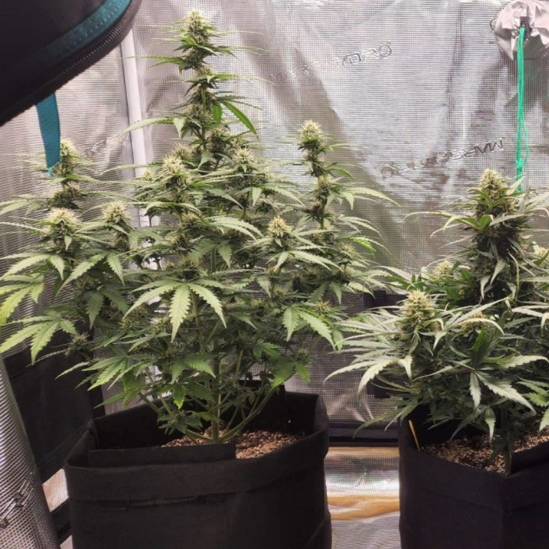 Special Haze - semillas de marihuana, variedad de cannabis