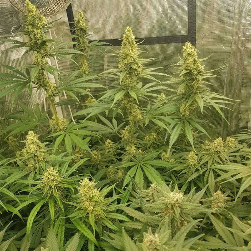 Sherbet - semillas de marihuana, variedad de cannabis