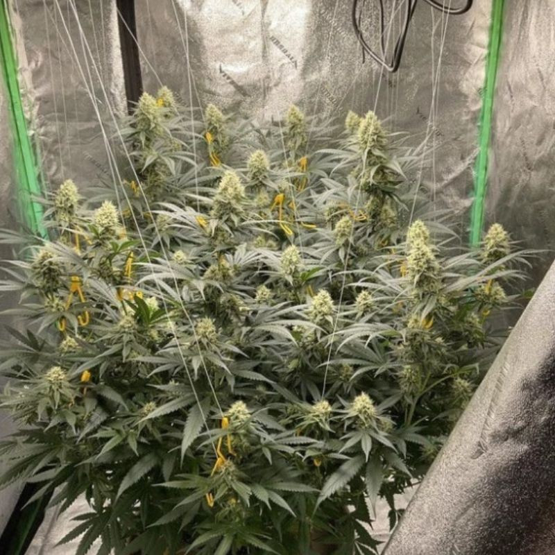 LSD - semillas de marihuana, variedad de cannabis