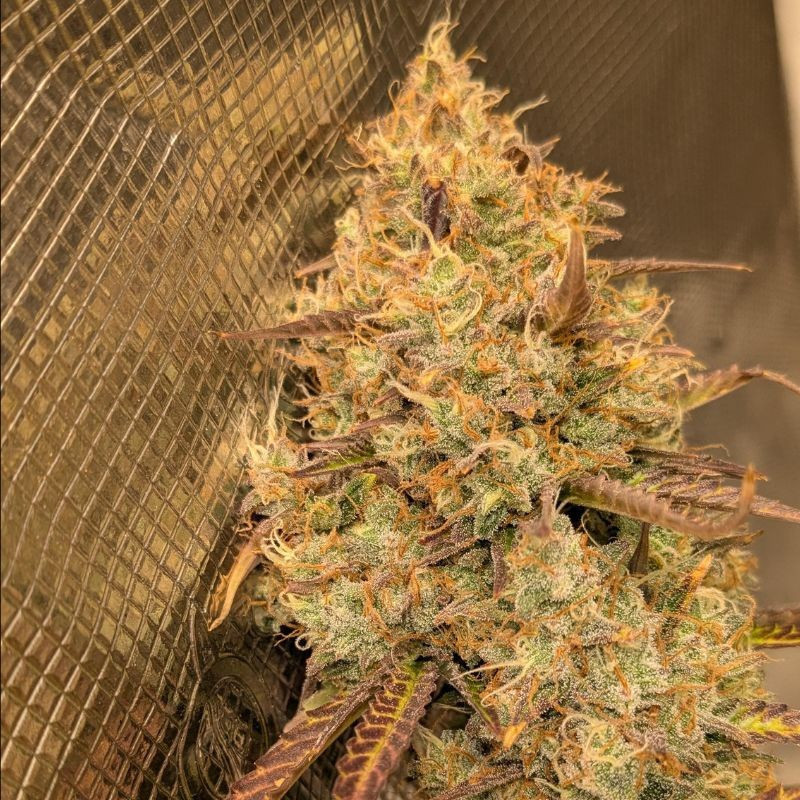 Orange Bud - semillas de marihuana, variedad de cannabis