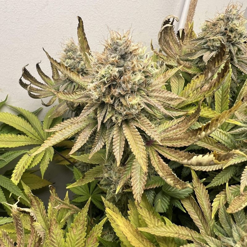Northern Light - semillas de marihuana, variedad de cannabis