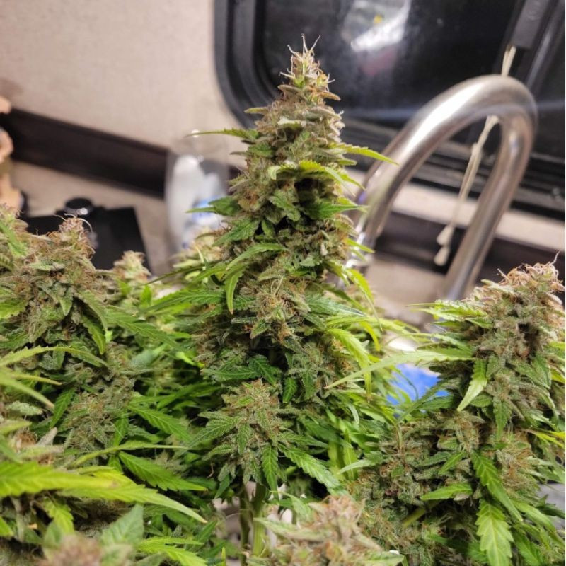 Neville's Haze - semillas de marihuana, variedad de cannabis