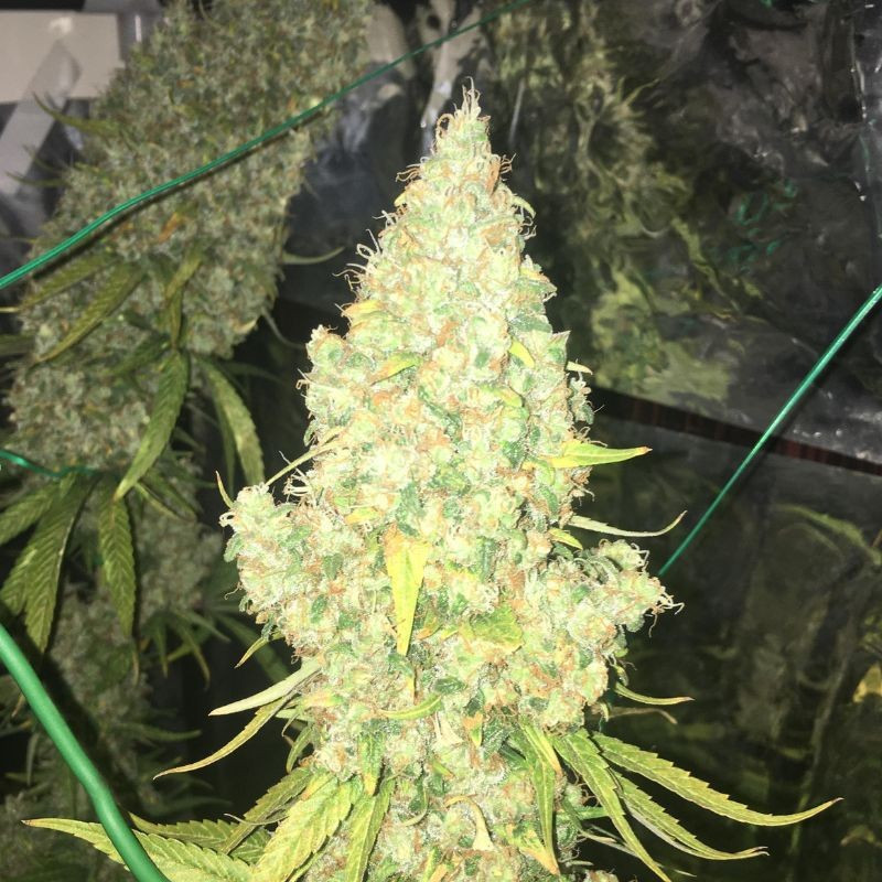 Moby Dick - semillas de marihuana, variedad de cannabis