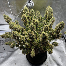 Mimosa - semillas de marihuana, variedad de cannabis