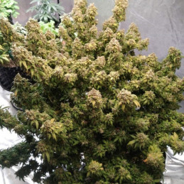 Mazar Extra - semillas de marihuana, variedad de cannabis