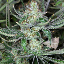 Bob Marley - semillas de marihuana, variedad de cannabis