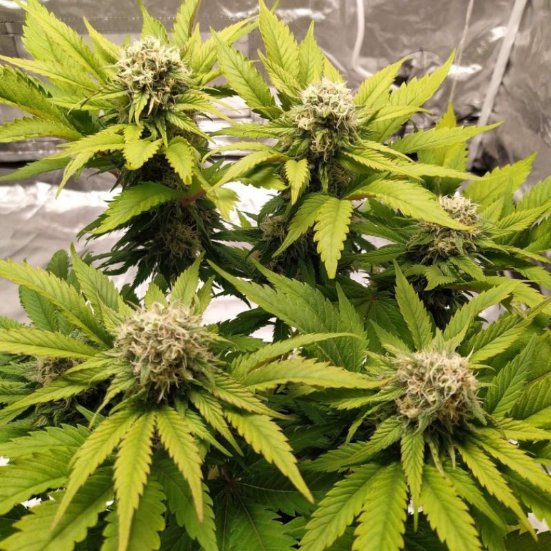 Lemon Juice - semillas de marihuana, variedad de cannabis