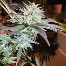 Train Wreck - semillas de marihuana, variedad de cannabis