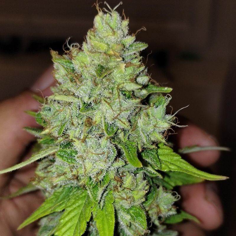Lemon Skunk - semillas de marihuana, variedad de cannabis