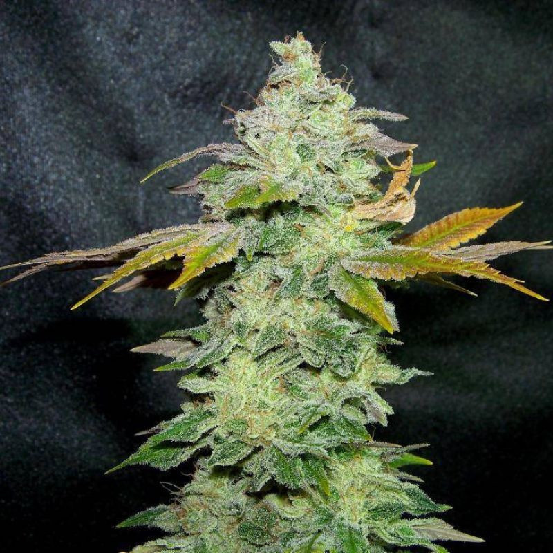 Lavender - semillas de marihuana, variedad de cannabis
