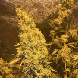 Kali Mist - semillas de marihuana, variedad de cannabis