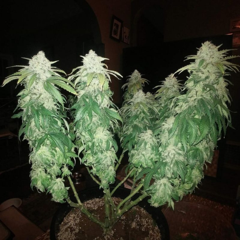 Jack Herer - semillas de marihuana, variedad de cannabis