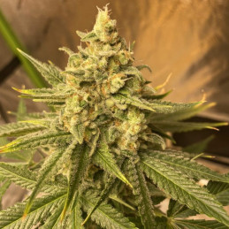Chemdog - semillas de marihuana, variedad de cannabis