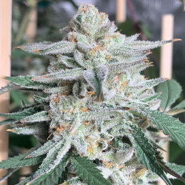 Girl Scout Cookies - semillas de marihuana, variedad de cannabis