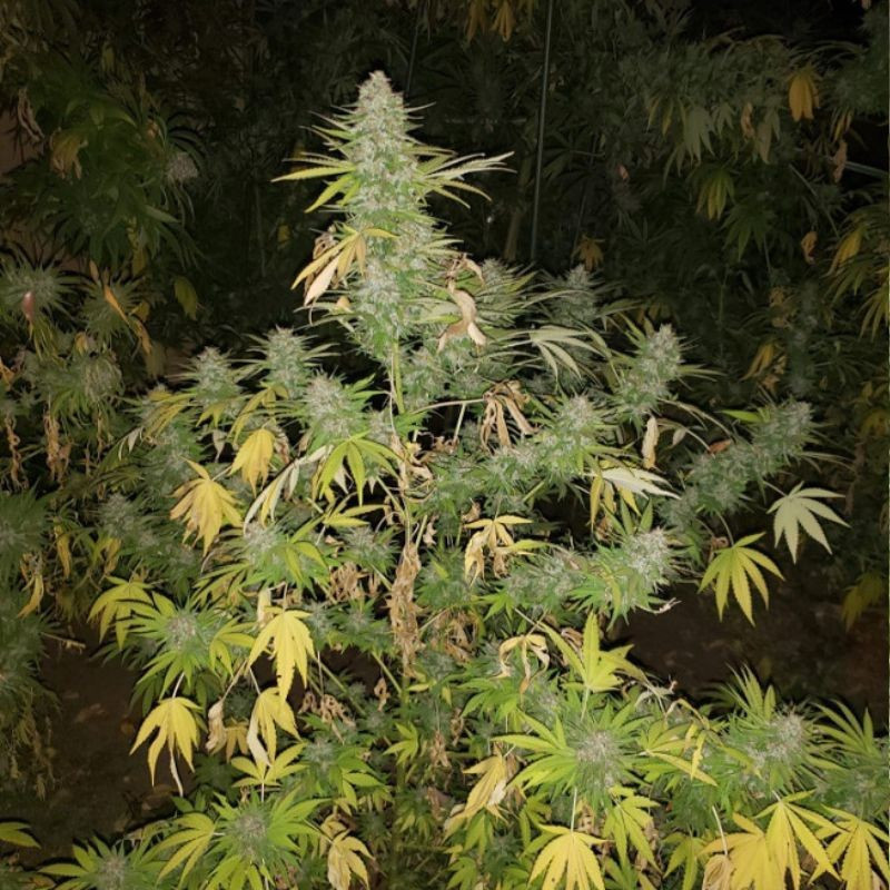 Grapefruit - semillas de marihuana, variedad de cannabis