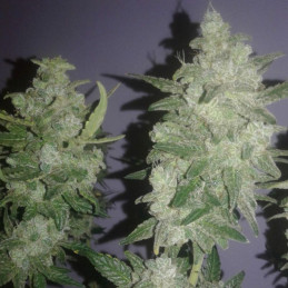 Gelato - semillas de marihuana, variedad de cannabis