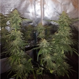 Special Mintz - semillas de marihuana, variedad de cannabis